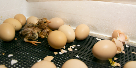 Incubating your own eggs – a beginners guide
