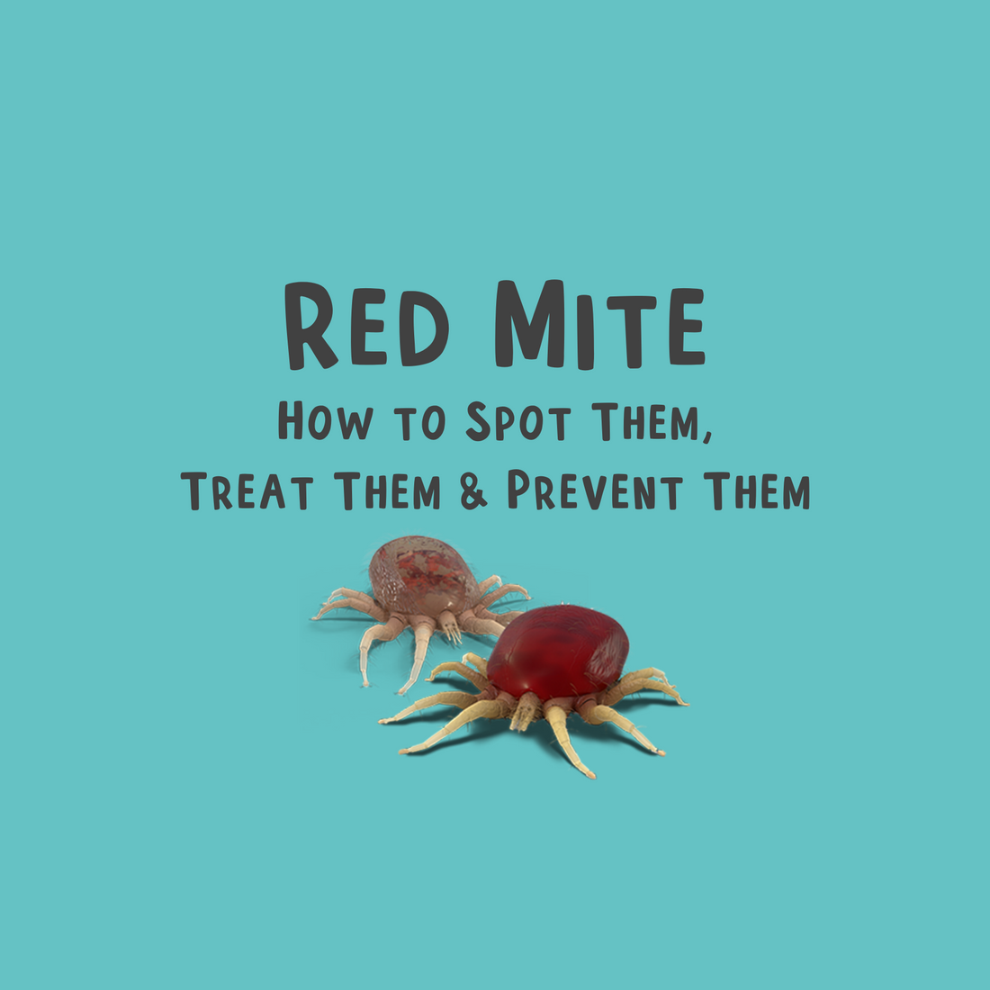 Red Mite: How to Spot Them, Treat Them & Prevent Them
