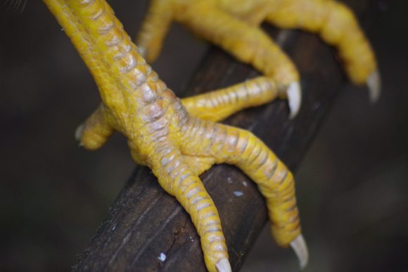 Was ist die beste Sitzstangengröße für Hühner?