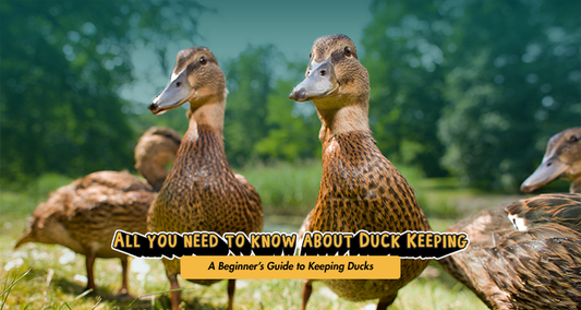 A Beginner’s Guide to Keeping Ducks: Everything You Need to Know
