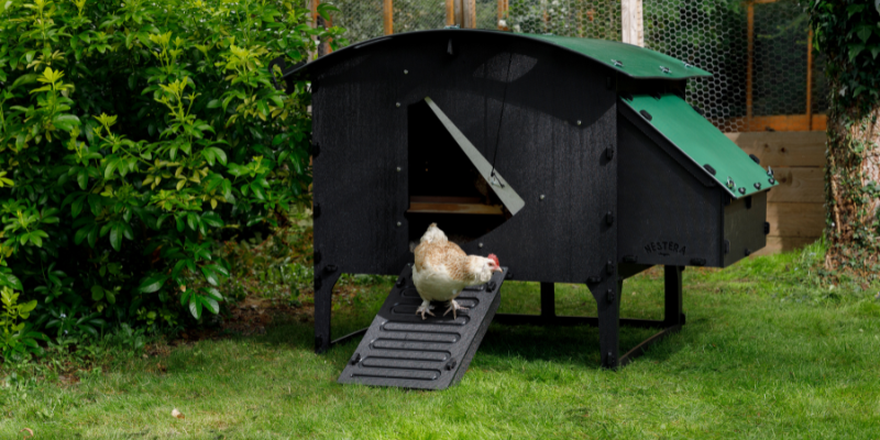 Getting new chickens to leave the coop