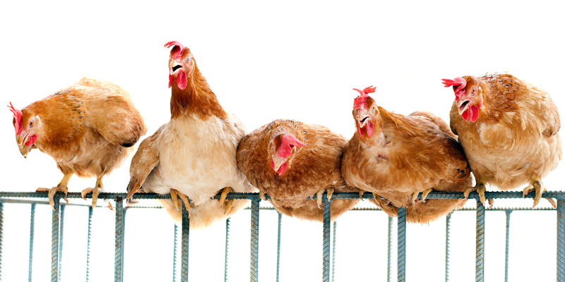 How does Flock Hierarchy work with chickens?
