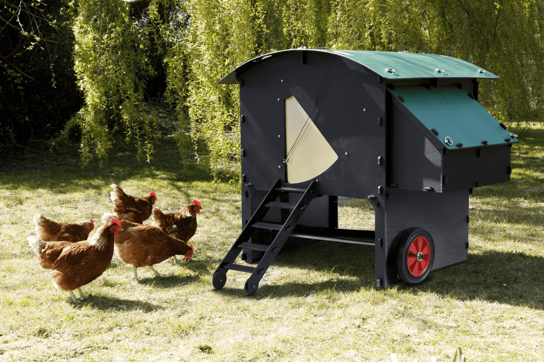 Why Choose a Plastic Chicken Coop?