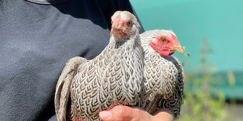 How to Introduce New Hens to Your Flock 