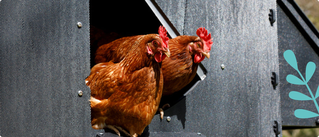 Welche Größe brauche ich für einen Hühnerstall?