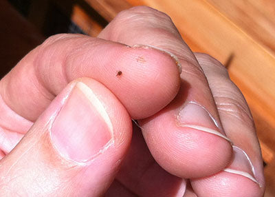 5 Tipps, um rote Milbe zu vermeiden